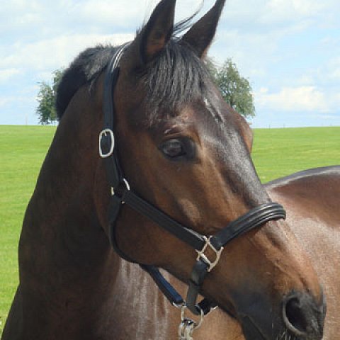 Halfter / Stricke / Führleinen